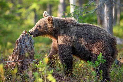 An adult bear Brown bear (Ursus arctos) standing next to a tree stump in a sunlit forest, Karelia,
