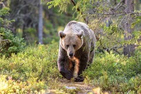 A mighty brown bear (Ursus arctos) moves through a sun-drenched forest, Karelia, Lapland, Finland