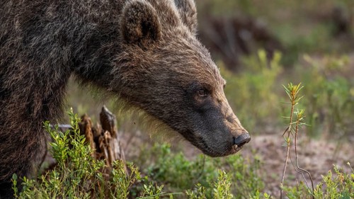 Close-up of a curious brown bear (Ursus arctos) sniffing in a natural environment, Karelia,
