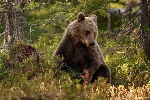 Brown bear (Ursus arctos) sitting peacefully in the forest in warm light, surrounded by vegetation,