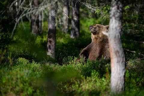 Brown bear (Ursus arctos) at the edge of the forest between trees, Karelia, Lapland, Finland