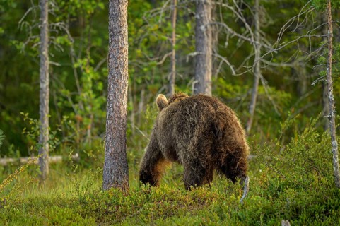 A brown bear (Ursus arctos) moves away in the dense, green forest behind tree trunks, Karelia,