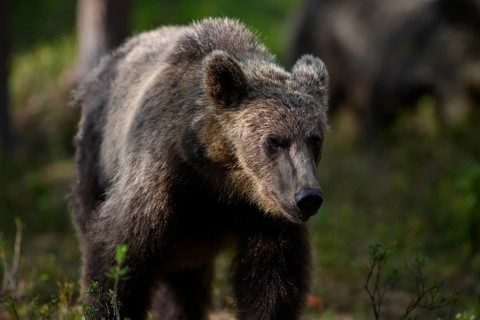 A brown bear (Ursus arctos) in the shadow of the forest, Karelia, Lapland, Finland
