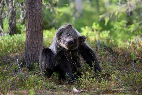 Young brown bear (Ursus arctos) playing lively in the forest next to a tree, Karelia, Lapland,
