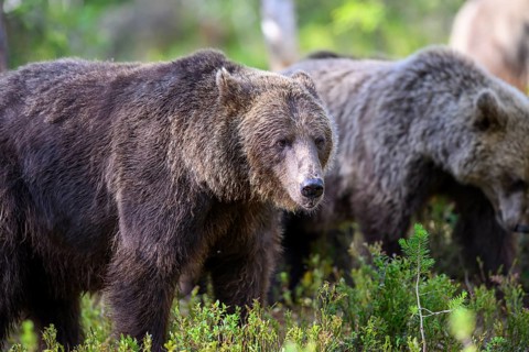 Two brown bears (Ursus arctos) walking through the forest, Karelia, Lapland, Finland