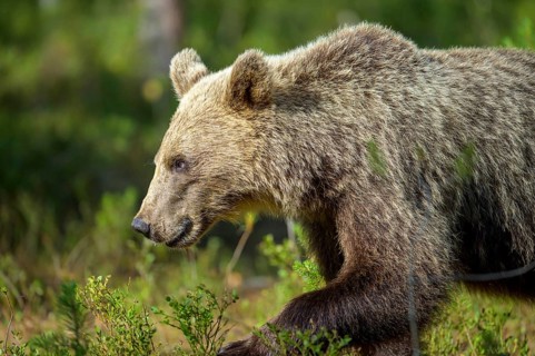 Close-up of a brown bear (Ursus arctos) in the forest, Karelia, Lapland, Finland