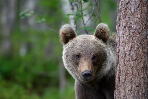 Brown bear (Ursus arctos) peering curiously from behind a tree, Karelia, Lapland, Finland