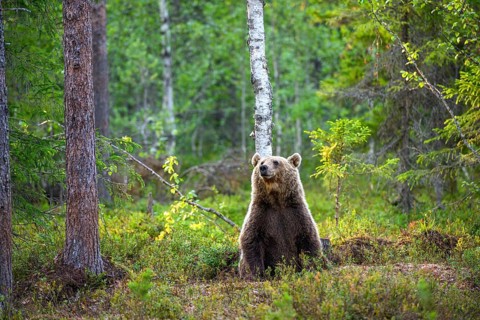 Brown bear (Ursus arctos) sitting quietly in the forest, surrounded by trees and nature, Karelia,