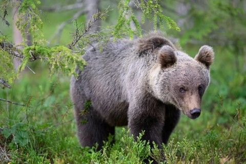 Brown bear (Ursus arctos) observed in the dense green of the forest, Karelia, Lapland, Finland