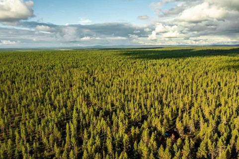 Sodankylä, Lapland, Finland, wide area of thick treetops under a sunny sky dominating green