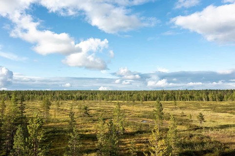 Sodankylä, Lapland, Finland, vast landscape with pine forest and a blue sky with white clouds,