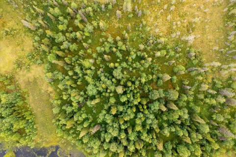 Sodankylä, Lapland, Finland, aerial view of thick, green treetops in a natural environment, aerial