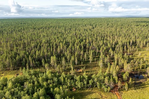 Sodankylä, Lapland, Finland, vast forest seen from above reaching to the horizon, aerial view,