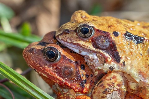 Grass frogs (Rana temporaria), mating, close-up, Upper Bavaria, Germany