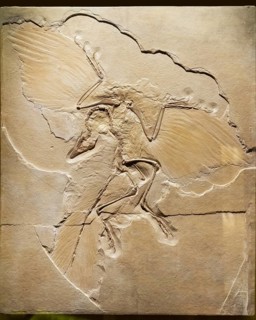 Prehistoric bird Archaeopteryx, fossil in the Solnhofen limestone from the Upper Jurassic, replica