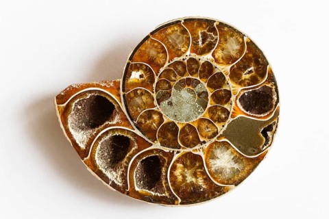 Ammonite, fossilisation, extinct marine cephalopod, fossils, (Ammon, ram with twisted horns)