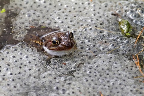 Grass frog in pond with spawning balls (Rana temporaria), Upper Bavaria, Germany