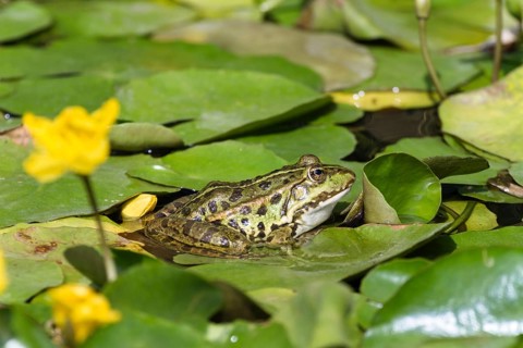 Sea frog (Pelophylax ridibundus), on floating leaves of pond lily and water lily, Germany