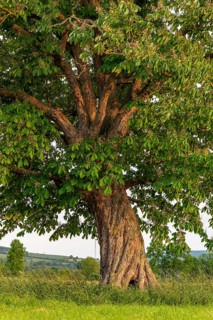 A single horse chestnut (Aesculus hippocastanum) with twisted trunk on a green meadow, Emmerwiesen,