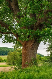 Mighty tree trunk of a single ancient English oak (Quercus Robur) at the edge of a field, labelled