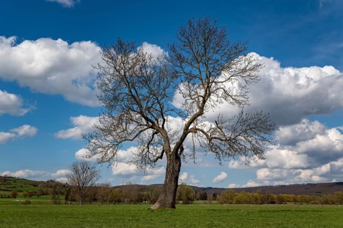 Solitary European ash (Fraxinus excelsior) with a lung-shaped crown under a cloudy sky,