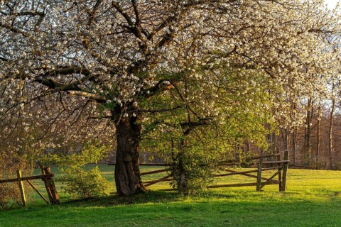 White blossoming cherry tree (Prunus avium) at the time of fruit tree blossom on a fence in a green