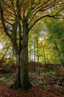 Mighty old copper beech (Fagus sylvatica) under an autumn canopy, Bad Pyrmont, Lower Saxony,