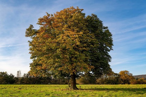 Single standing horse chestnut (Aesculus hippocastanum) with autumn leaves on a green meadow under
