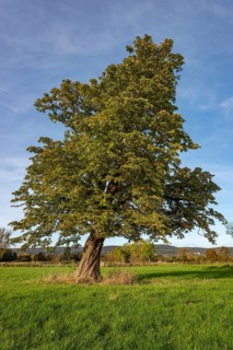 Single standing horse chestnut (Aesculus hippocastanum) with gnarled tree trunk on a green meadow