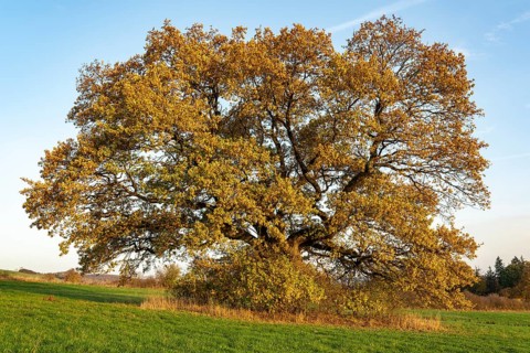 Solitary mighty old English oak (Quercus robur) with autumn-coloured foliage on a green meadow,