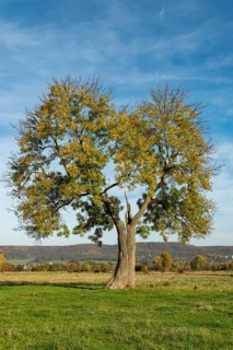Single standing European ash (Fraxinus excelsior) with a lung-shaped crown on a green pasture under