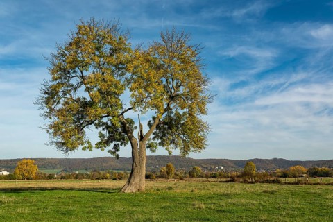 Single standing European ash (Fraxinus excelsior) with a lung-shaped crown on a green pasture under