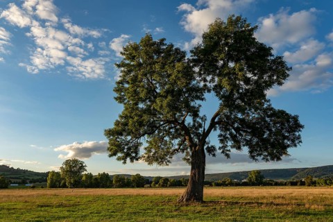 European ash (Fraxinus excelsior) with lung-shaped crown on a green pasture in the evening light,