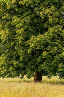 Full-format photograph of a single horse chestnut (Aesculus hippocastanum) on a green meadow,