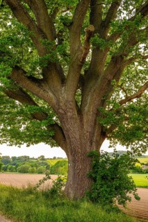 Mighty tree trunk of a solitary ancient English oak (Quercus Robur) at the edge of a field,