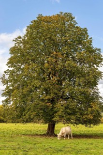 A white cow grazing on a green meadow under a single horse chestnut (Aesculus hippocastanum) in