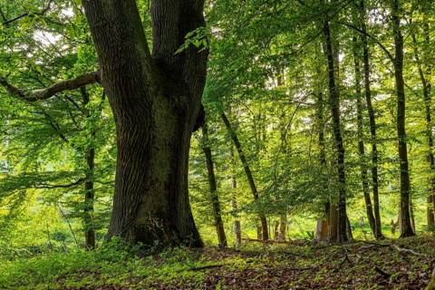 Mighty tree trunk of an ancient English oak (Quercus Robur) in an idyllic, light-flooded deciduous