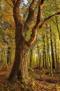 Mighty, ivy-covered tree trunk of an old oak (Quercus) in an autumnal forest in atmospheric evening