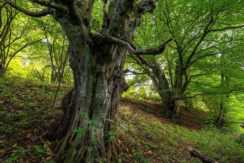 Ancient, gnarled copper beech, probably a copper beech (Fagus sylvatica), under a lush green canopy