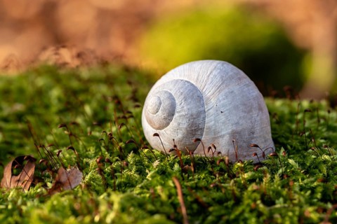 Close-up of the empty shell of a grape snail (Helix pomatia) on the moss-covered ground of a
