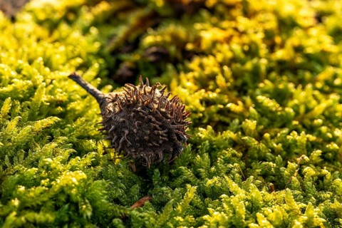 Macro photograph of the empty fruit cup or seed capsule of beechnuts of a copper beech (Fagus