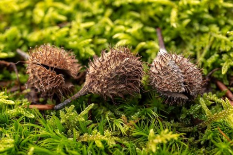 Macro photograph of three empty fruit cups or the seed capsules of beechnuts of a copper beech