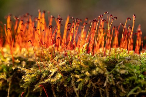 Macro photograph of green moss (Bryophyta) with red sporophytes, Germany