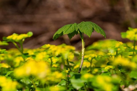 Close-up of the seedling of a maple tree (Acer) sprouting on the forest floor between