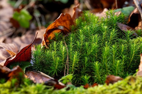 Common haircap moss (Polytrichum commune) grows between old leaves on the ground of a forest,