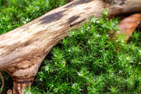 Common haircap moss (Polytrichum commune) wetted with water droplets from melted snow growing under