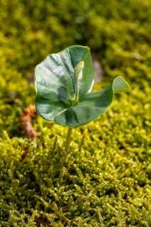 Close-up of the seedling of a copper beech (Fagus sylvatica) growing on the moss-covered ground of