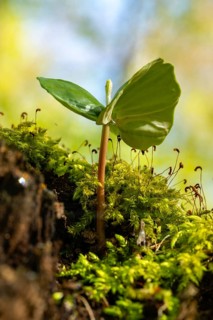Close-up of the seedling of a copper beech (Fagus sylvatica) growing on a moss-covered tree stump
