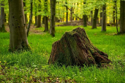 An old moss-covered tree stump lies on a grassy clearing in a deciduous forest in spring, Germany