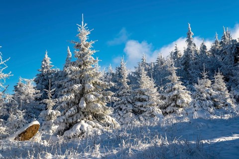 Young spruces (Picea abies) in front of a densely snow-covered coniferous forest under a clear blue